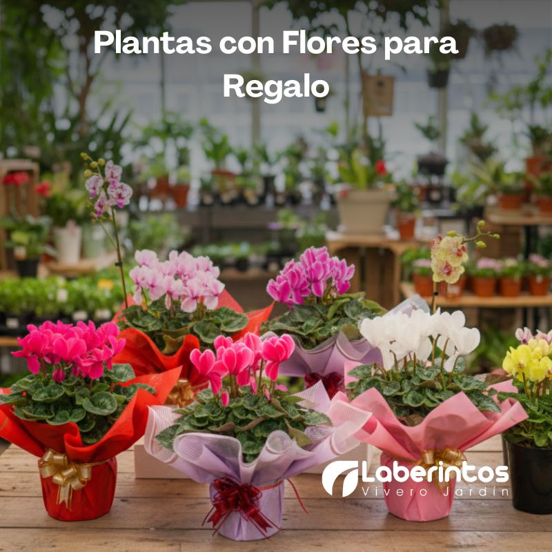 Plantas con flores el regalo perfecto para San Valentín