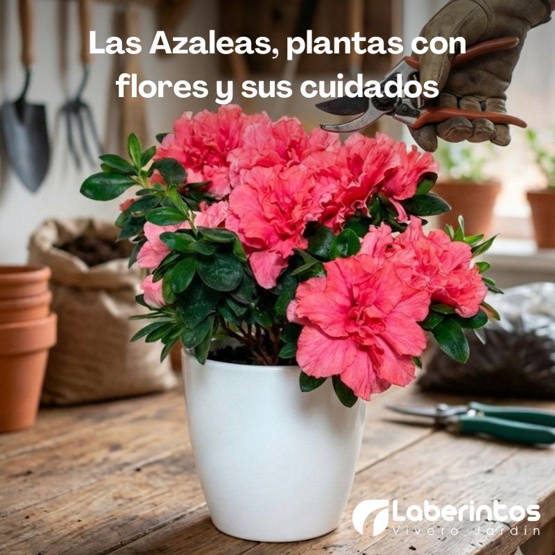 Las Azaleas, el cuidado de estas plantas con flores
