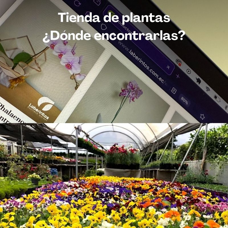 Tienda de plantas, ¿Dónde encontrarlas?