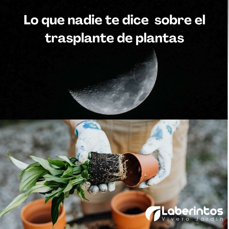 Lo que nadie te dice sobre el trasplante de plantas