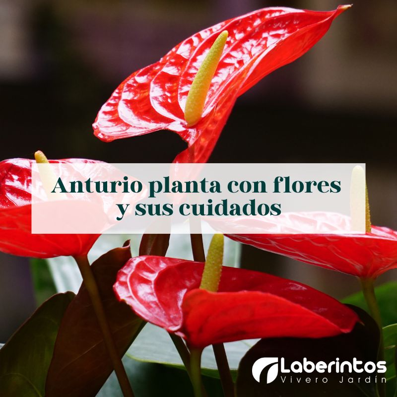 Anturio, planta con flores y sus cuidados