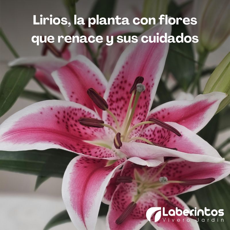 Cuidado de los lirios: plantas con flores elegantes ideales para regalo