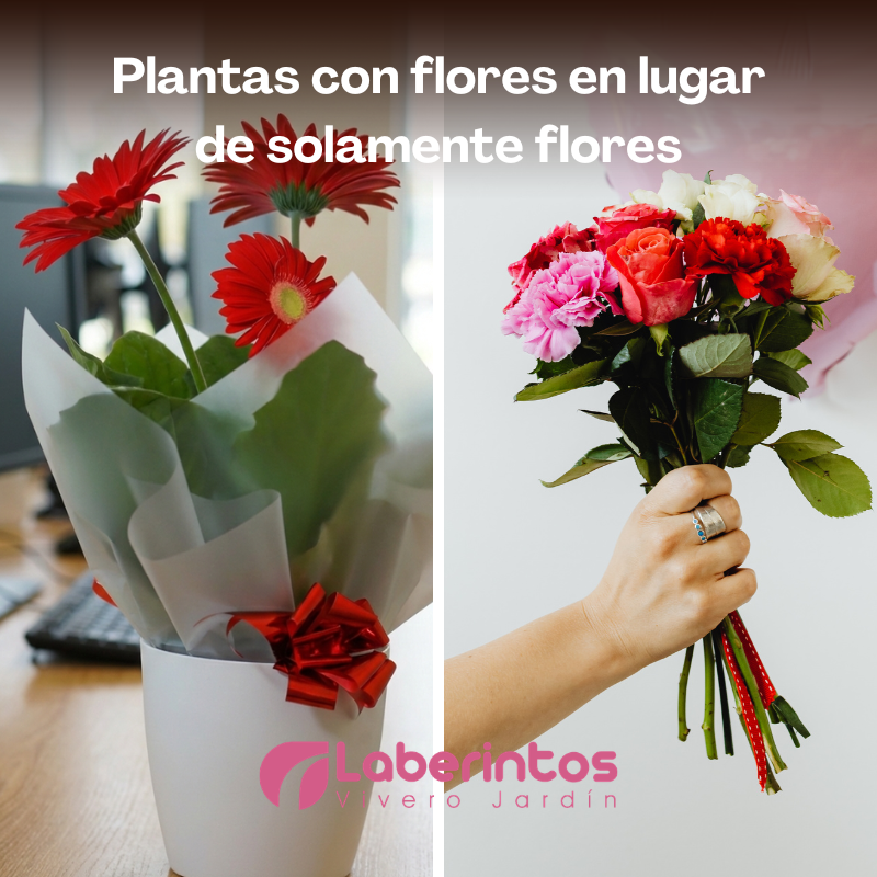 Plantas con flores en lugar de solamente flores
