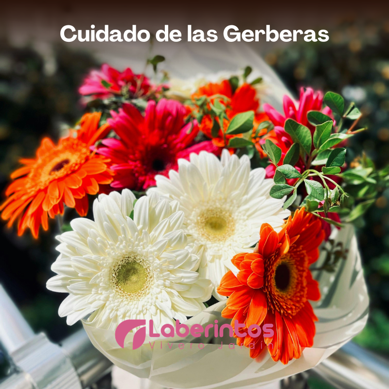 La Gerbera, una planta que siempre florece y sus cuidados