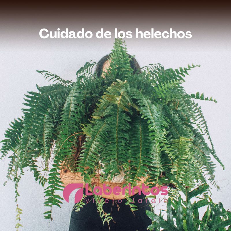 Helechos en interiores: frescura natural y cuidado sencillo para tu hogar