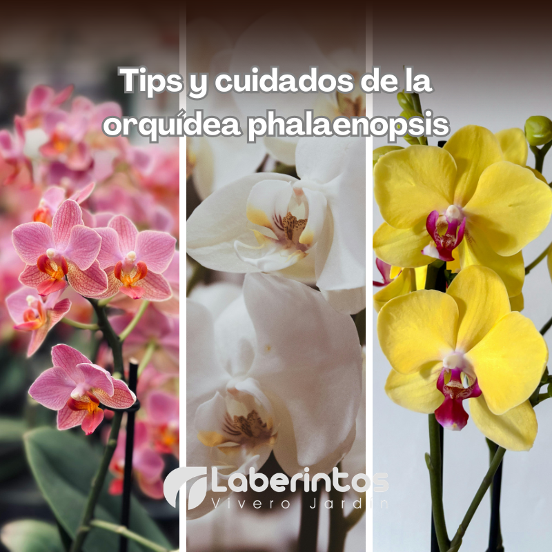 Cuidados para que la orquídea Phalaenopsis viva, respire y florezca