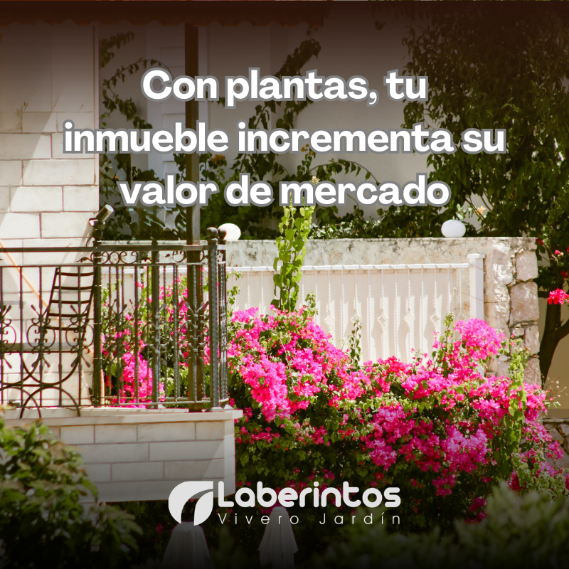 Con plantas, tu inmueble incrementa su valor de mercado