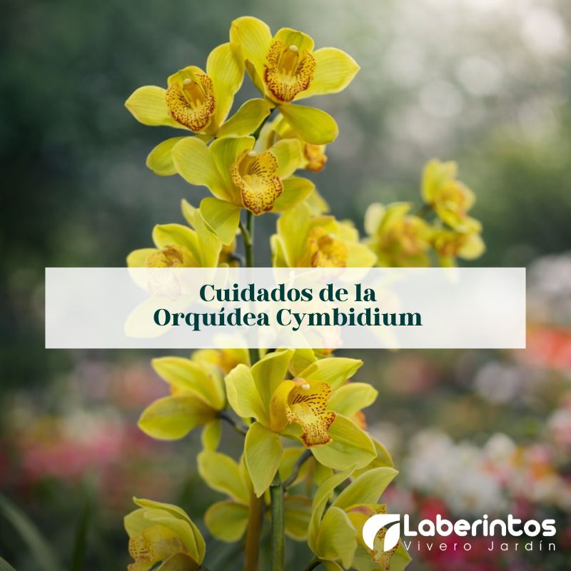 Orquídea Cymbidium, cuidados claves para mantener su magestuosidad
