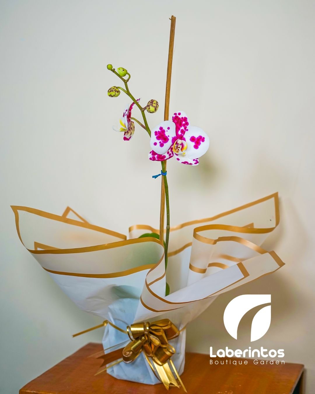 Orqu&iacute;dea Phalaenopsis blanca con centro escarlata con maceta blanca para regalo