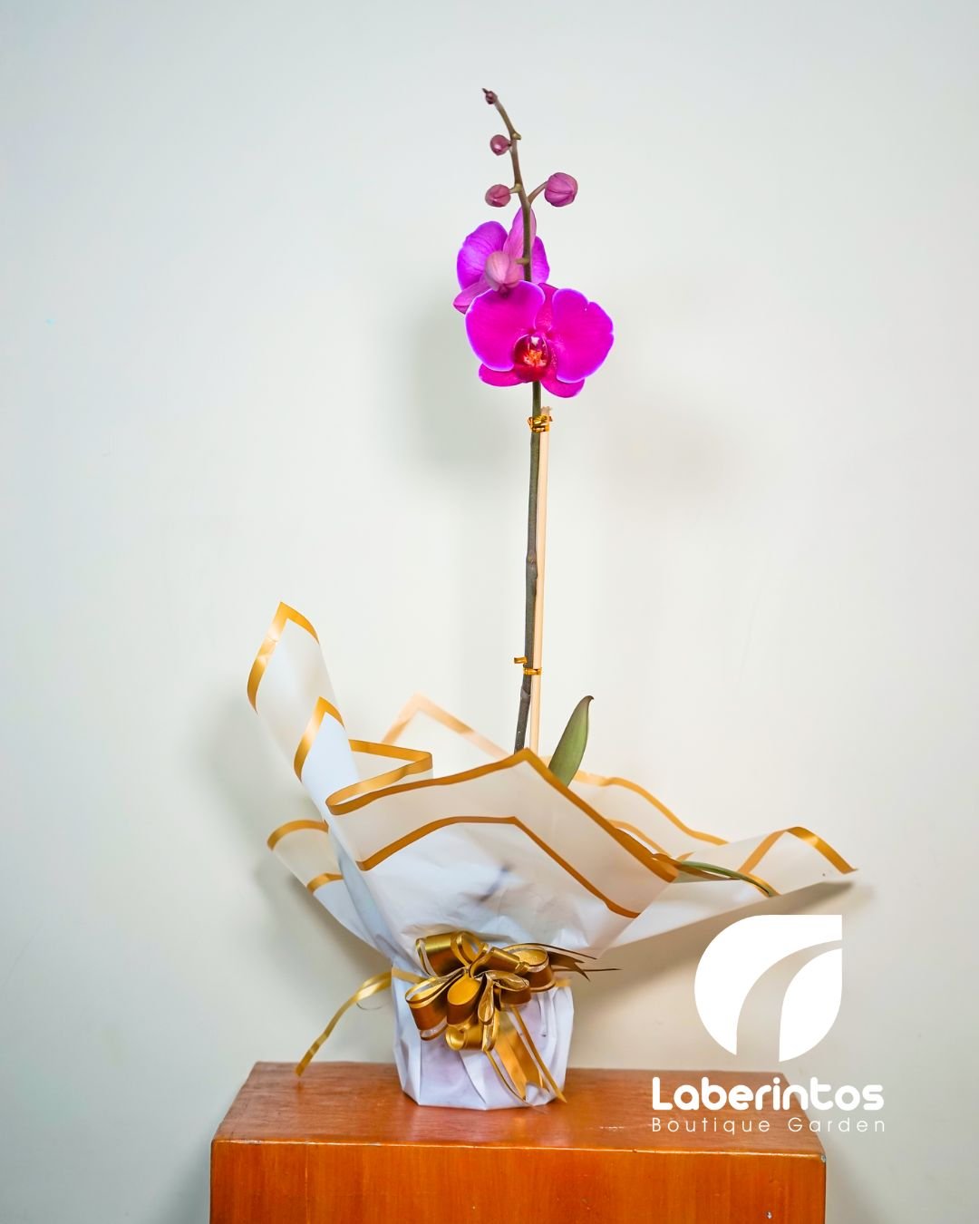 Orqu&iacute;dea Phalaenopsis violeta decorada para regalo