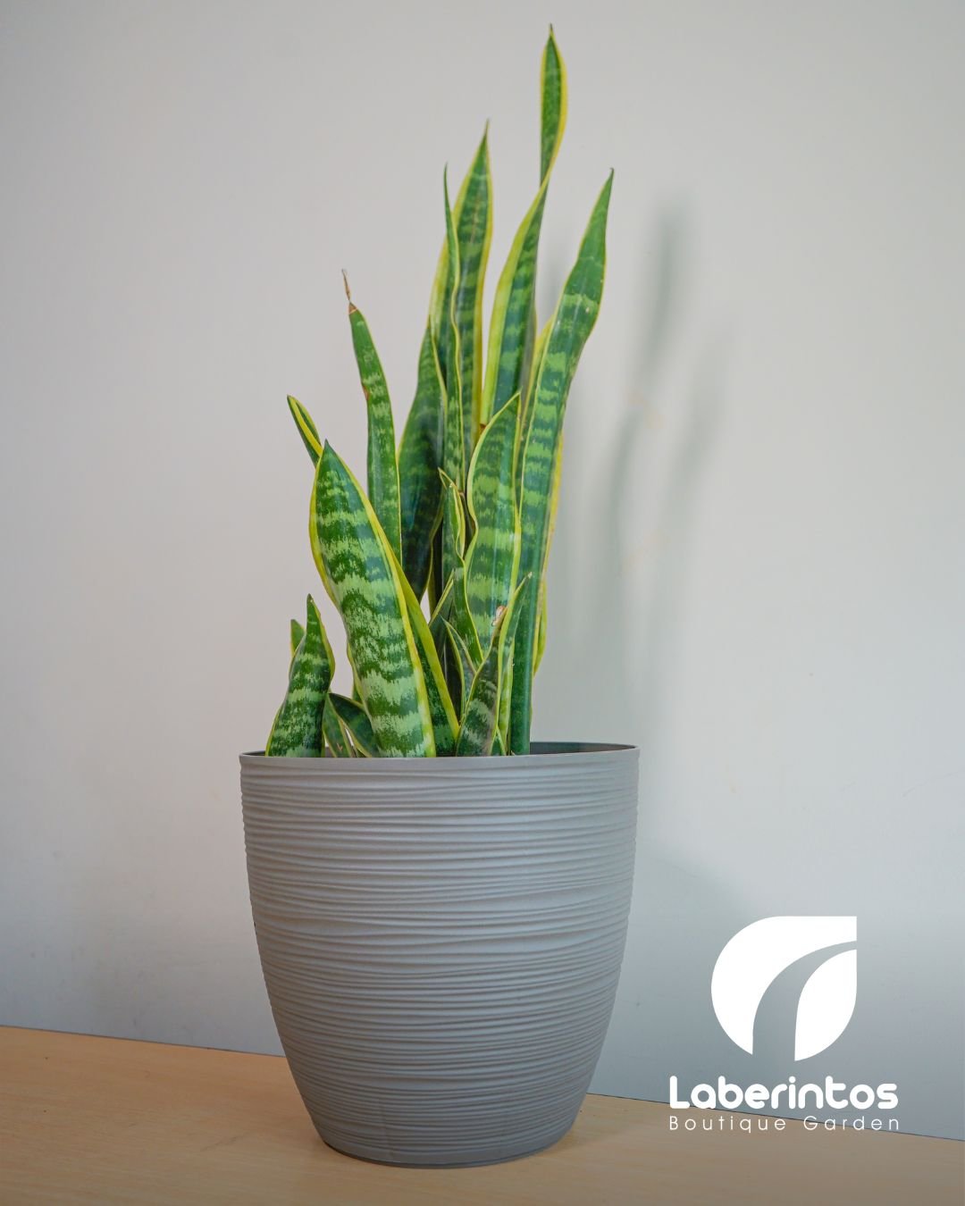 Lengua de Suegra o Sansevieria con maceta Rustik grande grafito