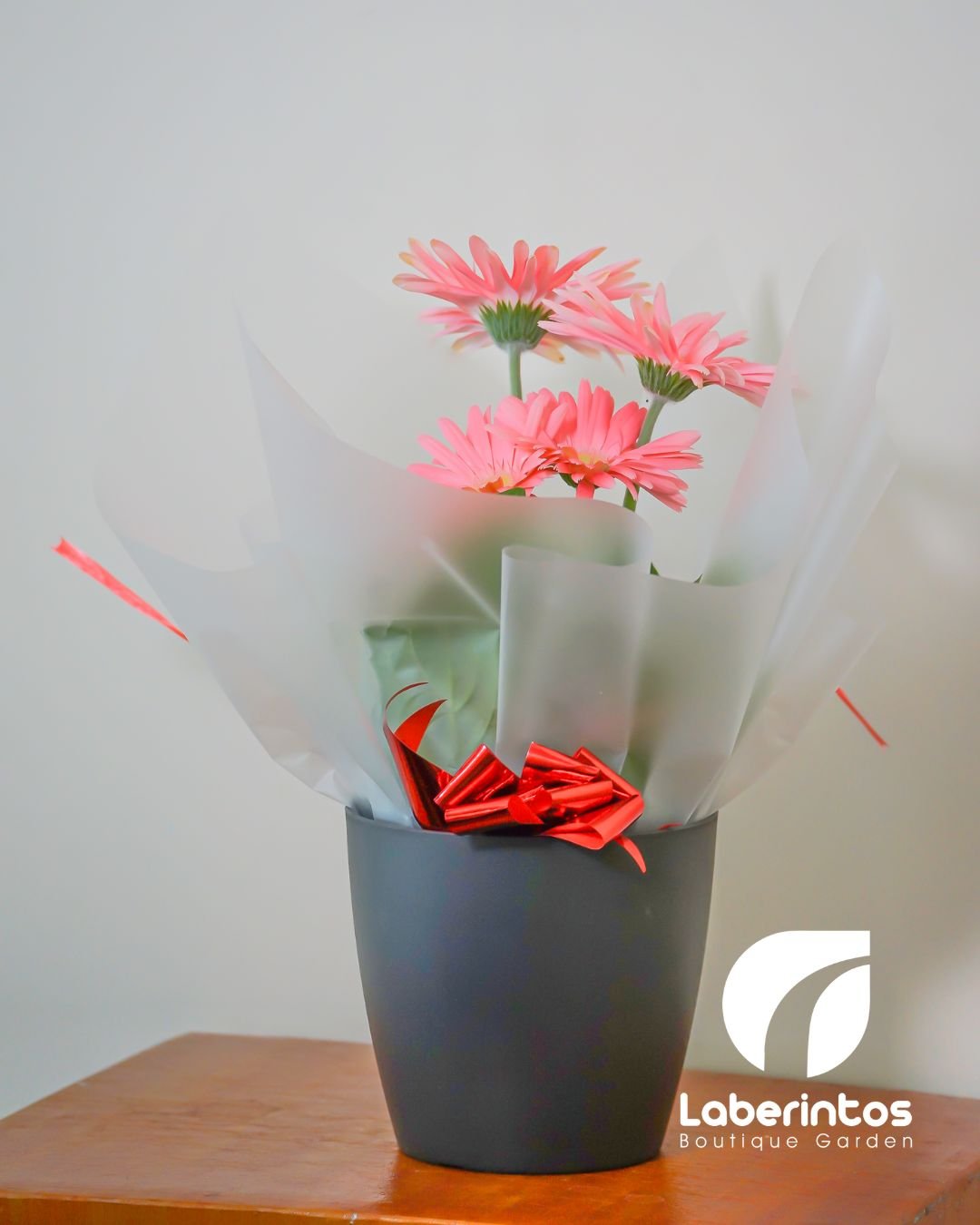 Planta de gerbera color rosa pastel en maceta negra decorada para regalo