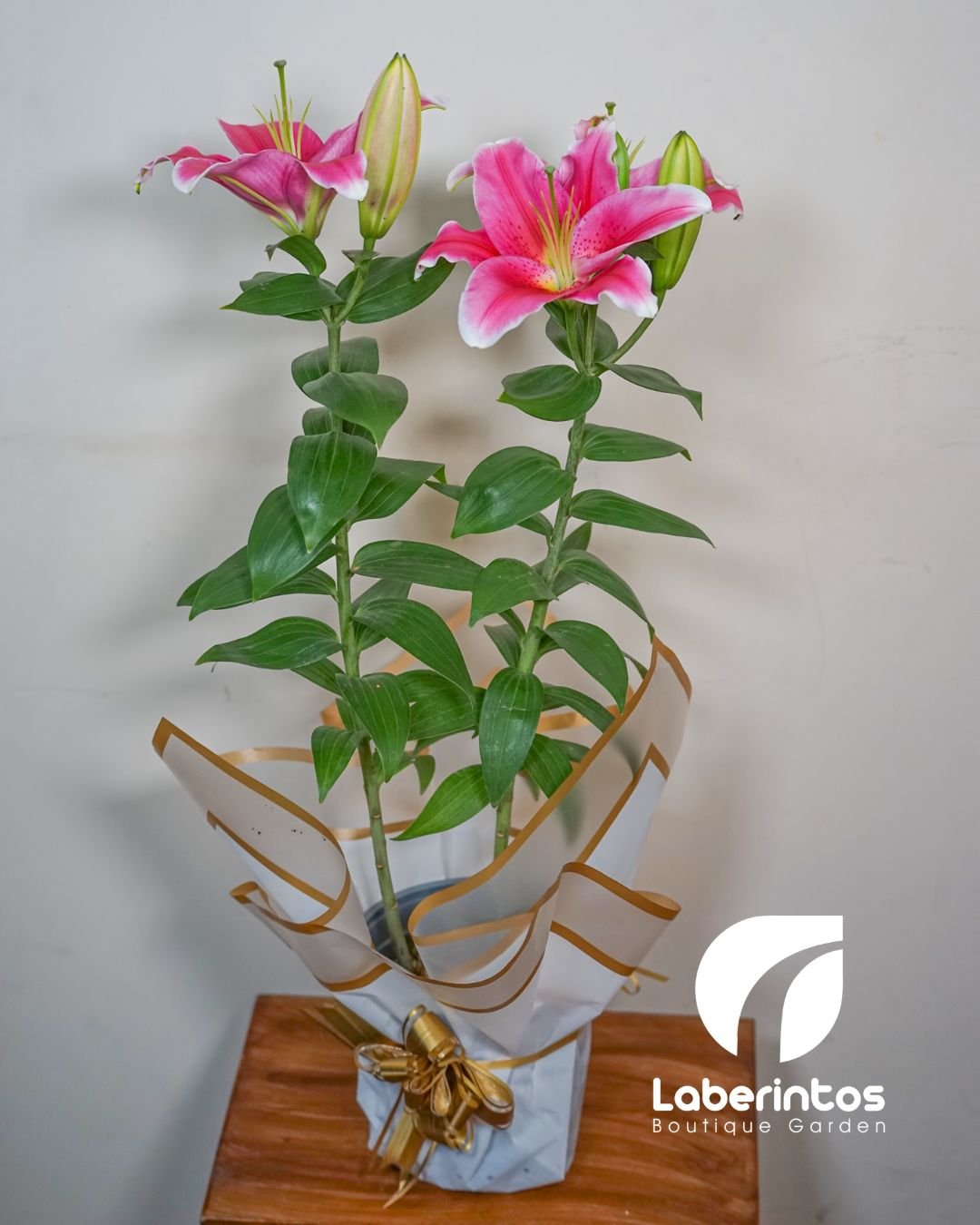 Planta de Lirio doble rosado en maceta blanca decorada para regalo