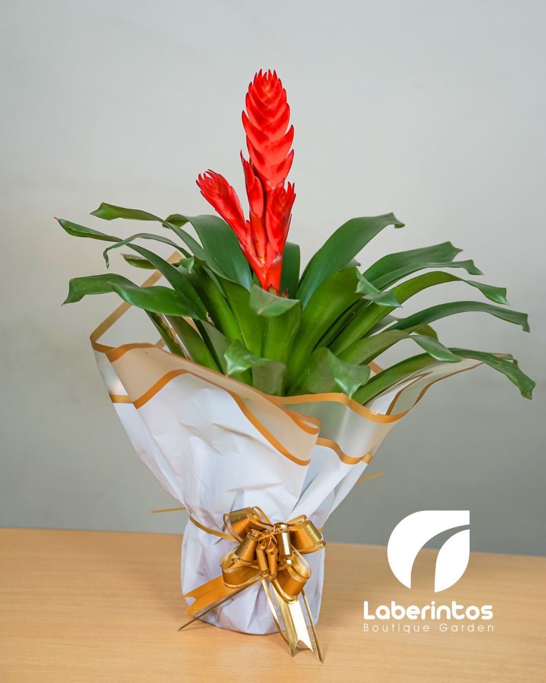 Planta Bromelia color rojo con maceta color blanco decorada para regalo