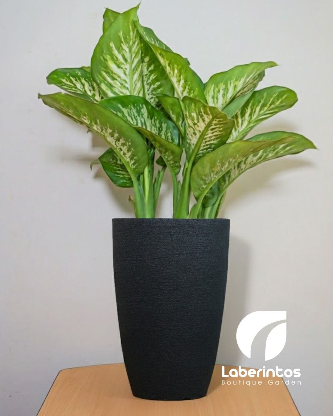 Planta Millonaria en maceta c&oacute;nica grande color gris