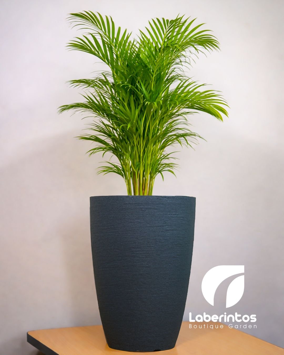 Palmera Washingtonia en maceta c&oacute;nica de polietileno color gris