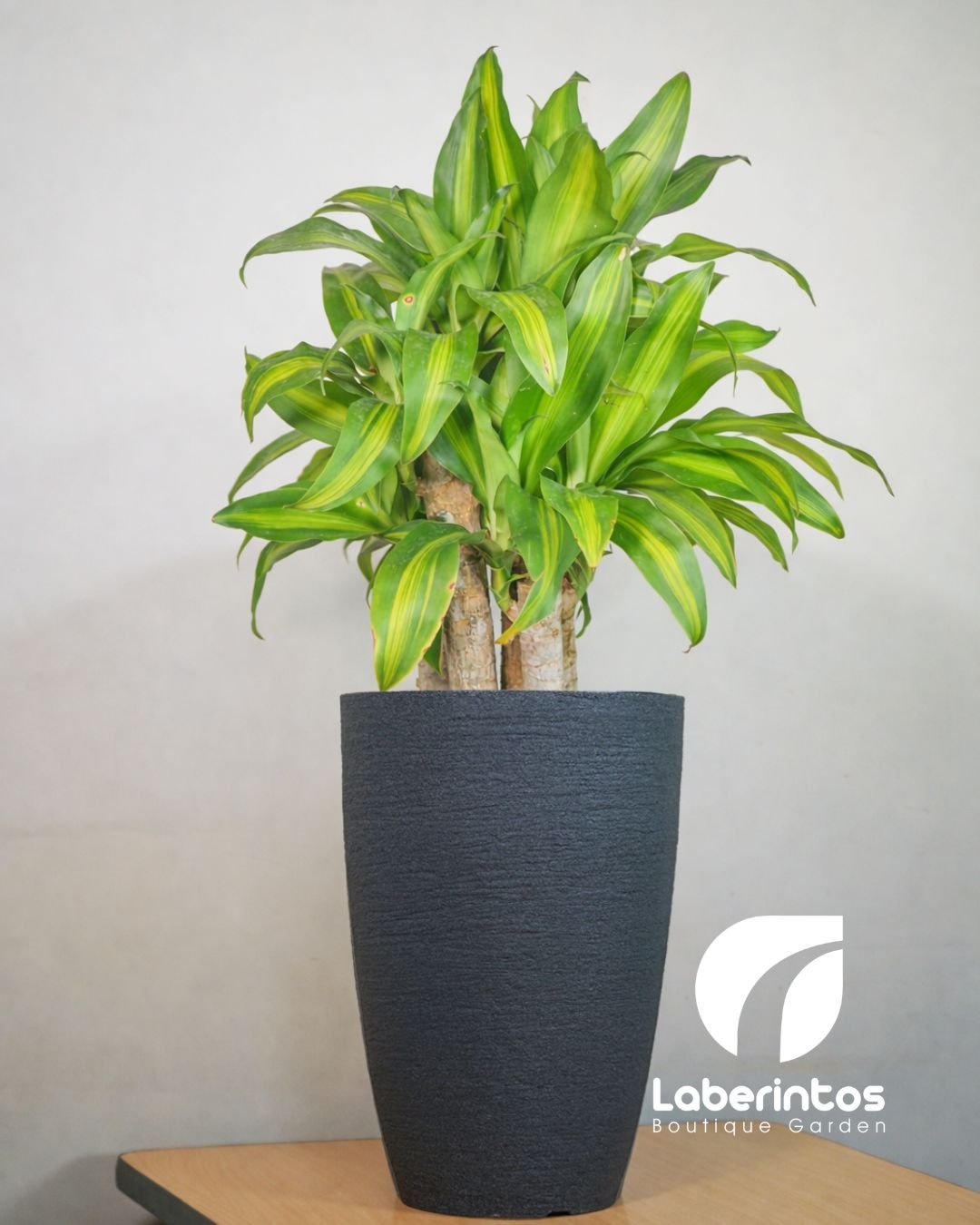 Tronco de la Felicidad o Tronco de Brasil con maceta c&oacute;nica grande de polietileno color gris