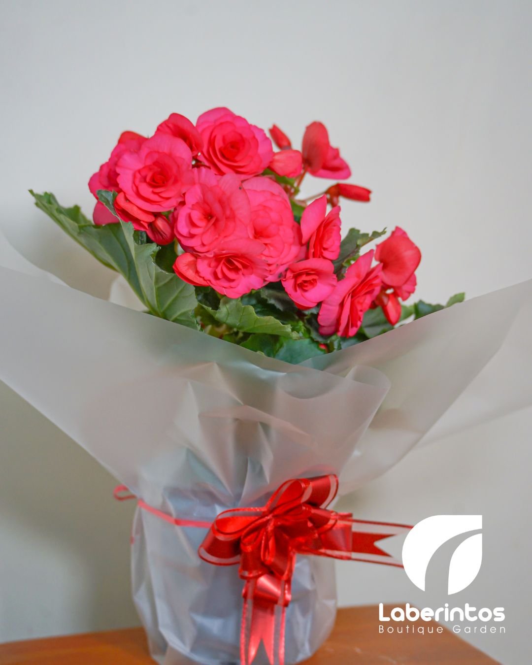 Planta Begonia Elatior color salm&oacute;n decorada para regalo