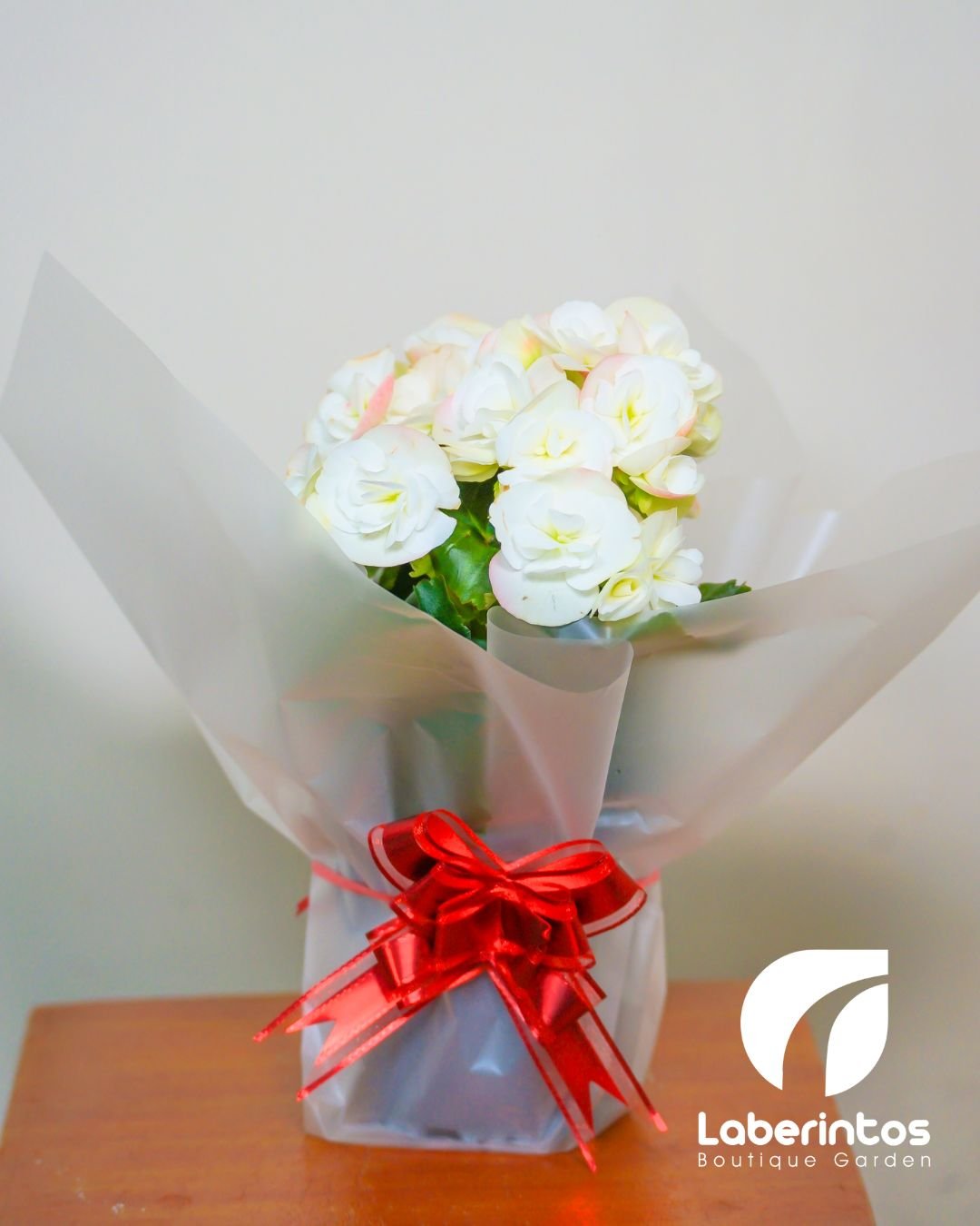 Planta Begonia Elatior color blanco decorada para regalo