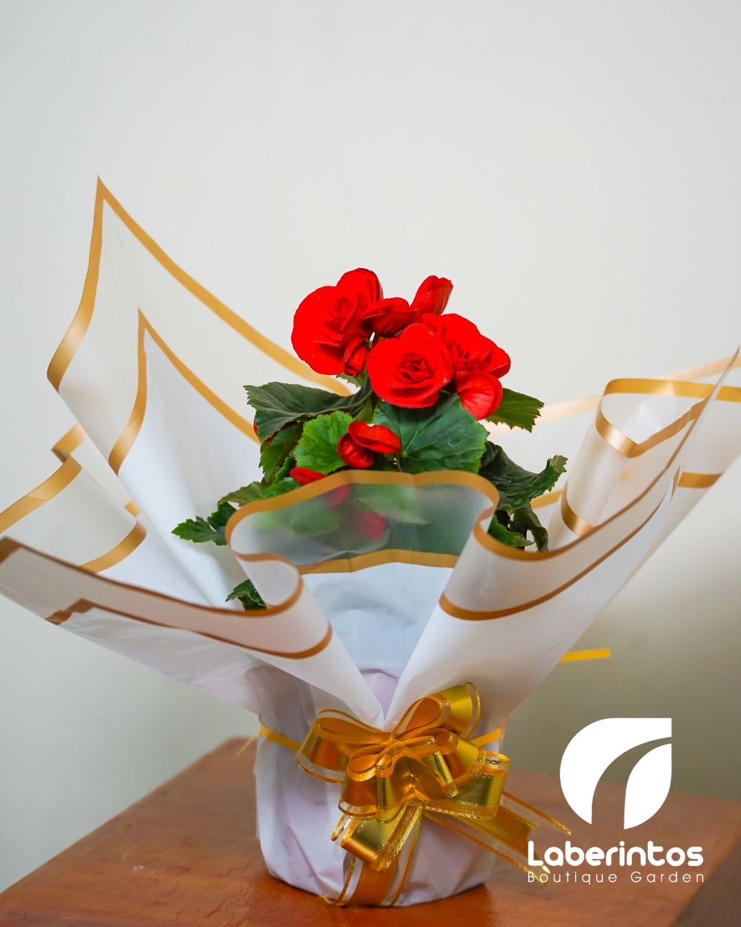 Planta Begonia Elatior color rojo decorada para regalo