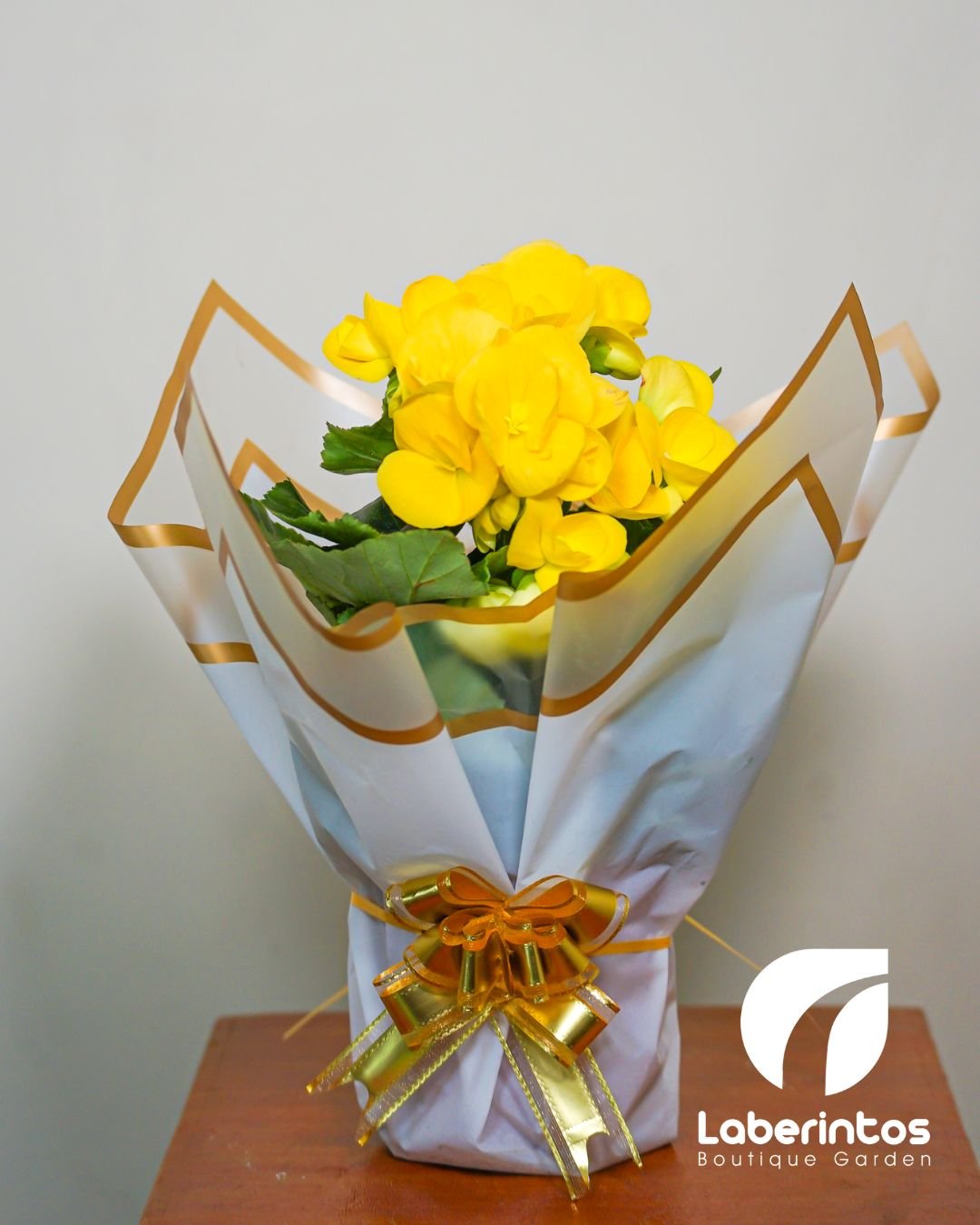 Planta Begonia Elatior color amarillo decorada para regalo