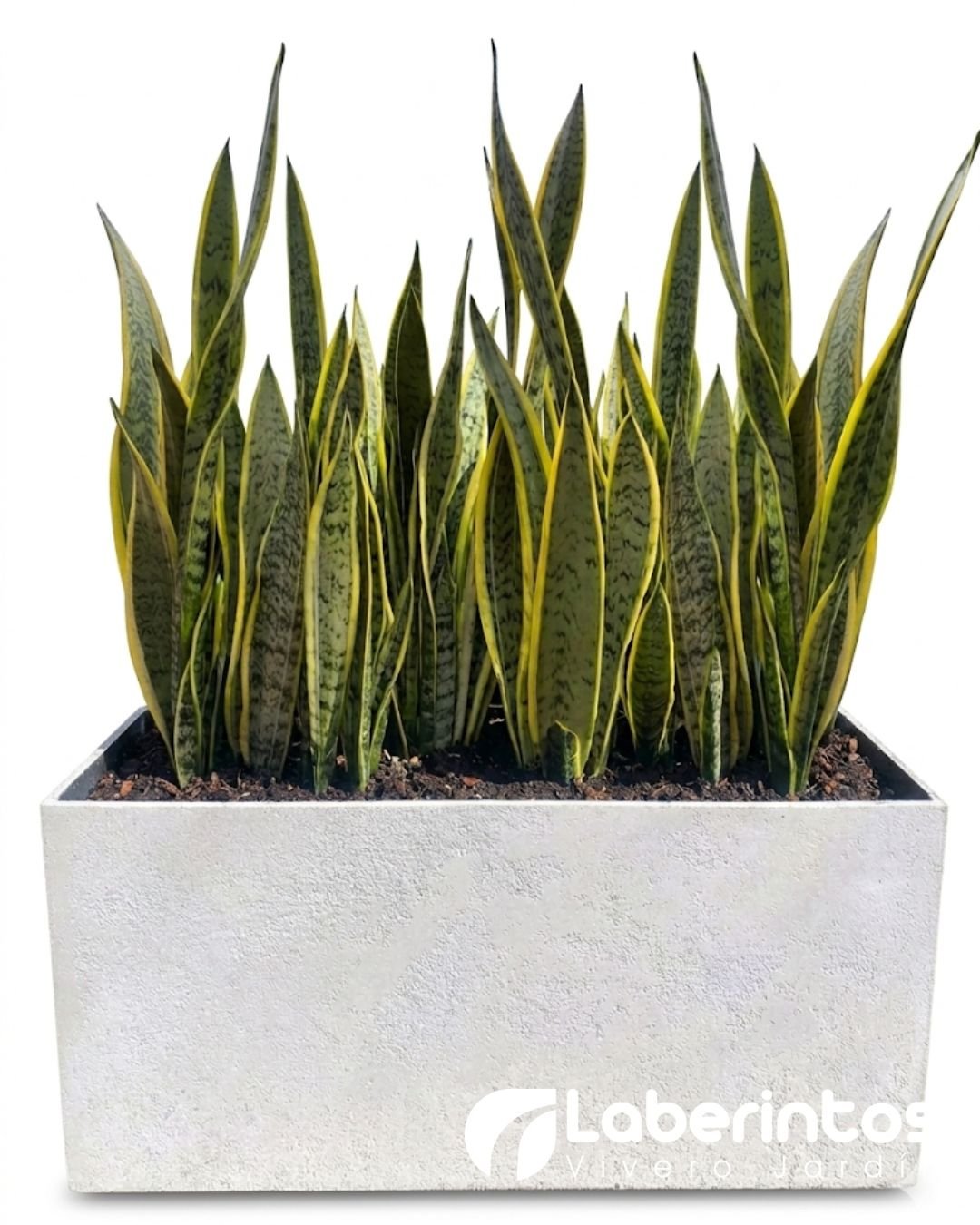 Lengua de Suegra en maceta jardinera ecol&oacute;gica color blanca