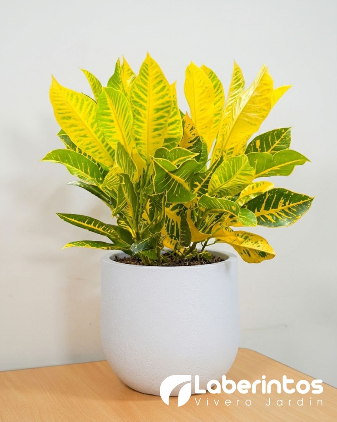 Planta de Crot&oacute;n en maceta Rustika Cask color blanco envejecido