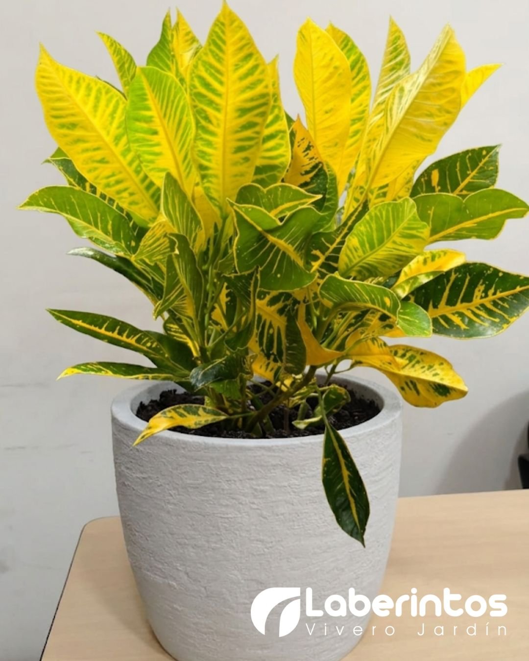 Planta de Crot&oacute;n en maceta redonda europea color blanco envejecido