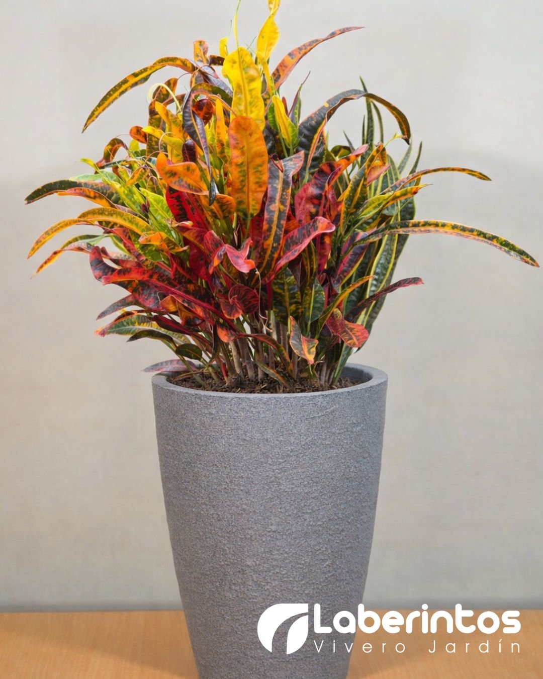 Crot&oacute;n rojo en maceta c&oacute;nica color gris para regalo