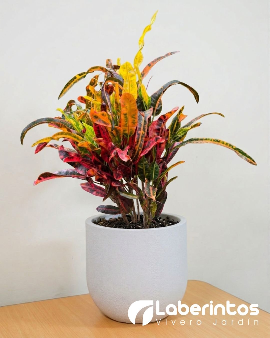 Planta de Crot&oacute;n Rojo en maceta Rustika Cask color blanco envejecido