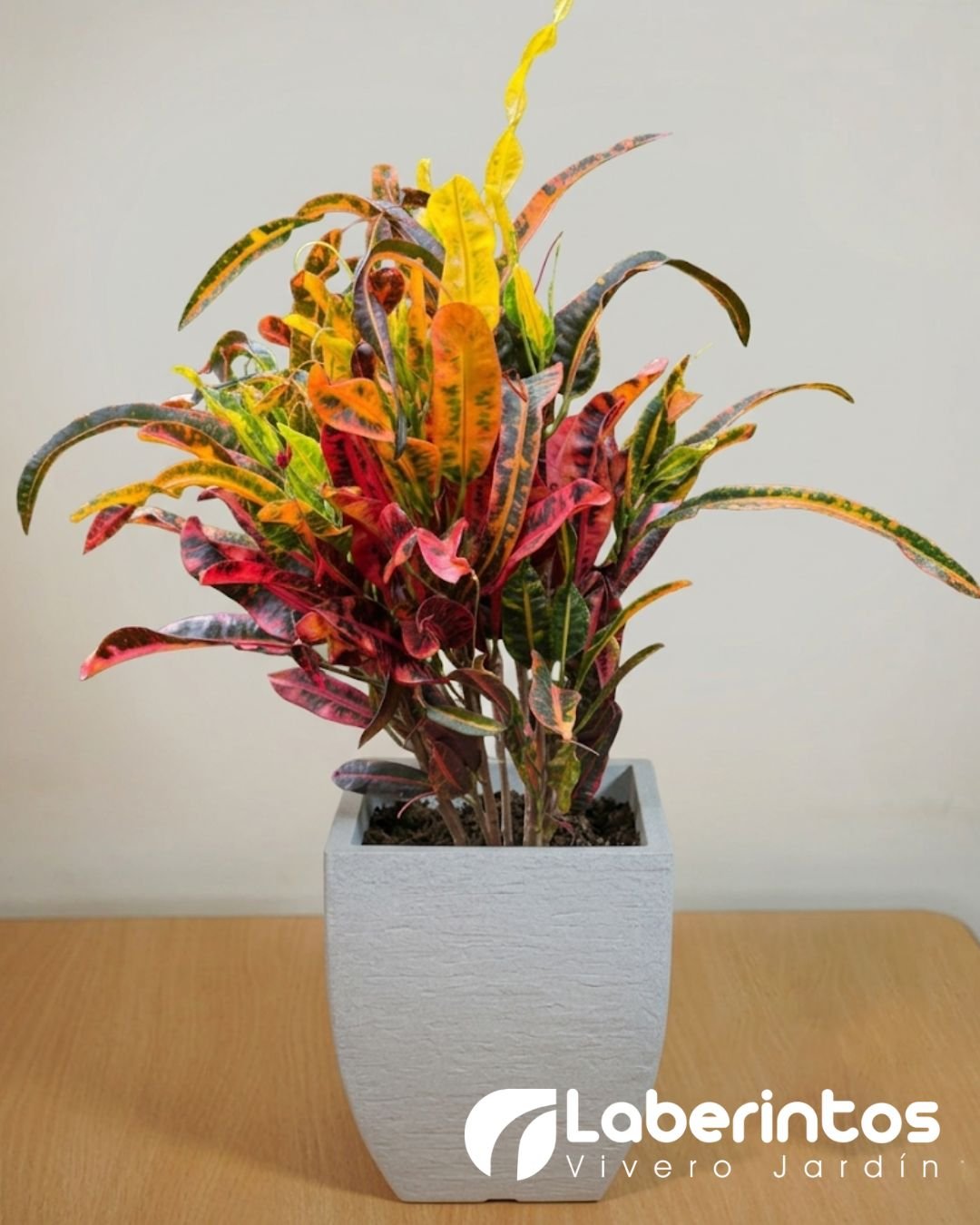 Planta de Crot&oacute;n Rojo en maceta cuadrada moderna color blanco envejecido