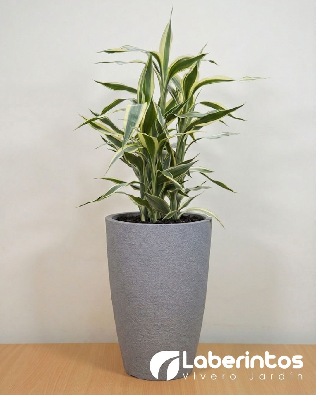 Bamb&uacute; de agua verde en maceta c&oacute;nica color gris