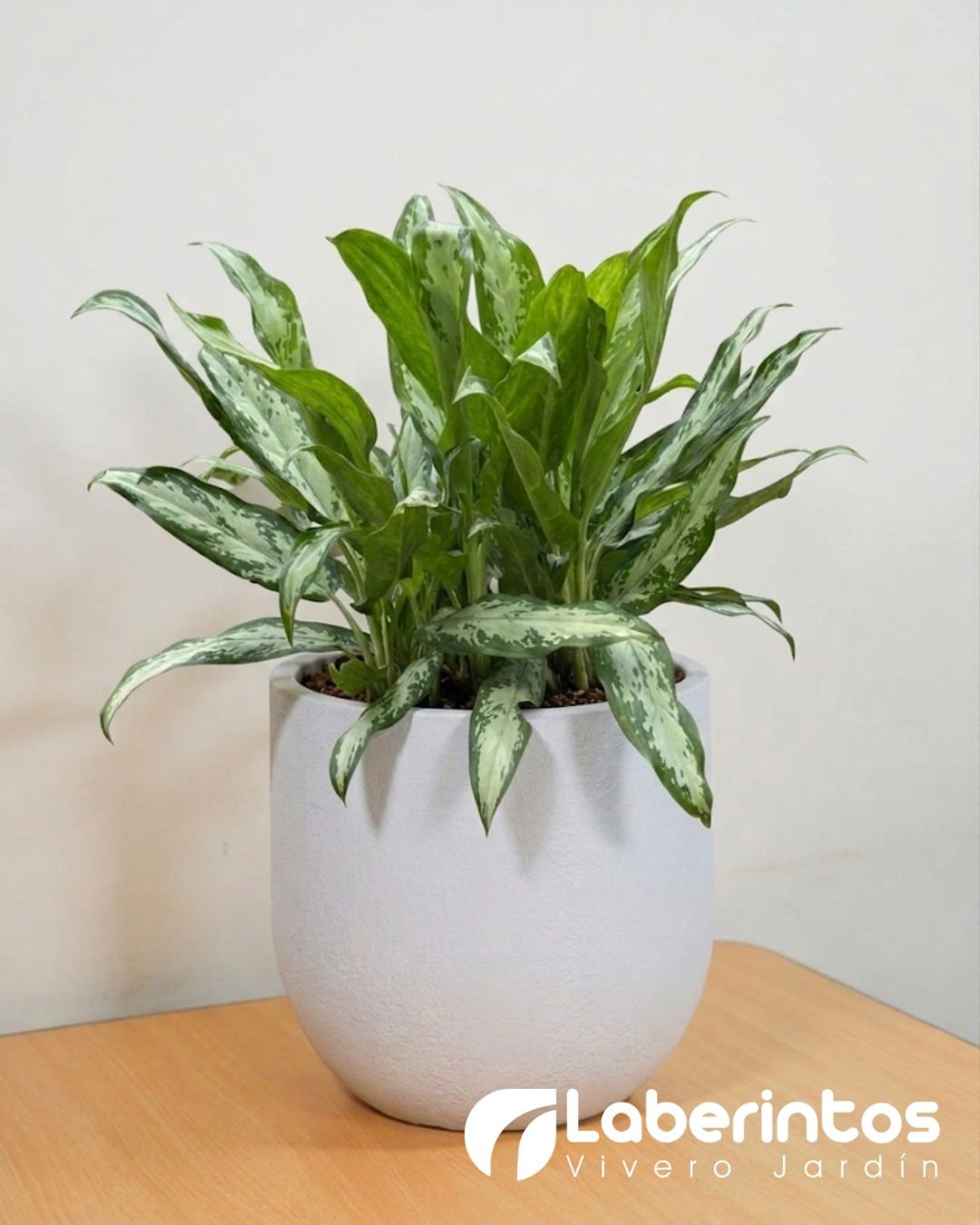 Planta oreja de conejo o Aglaonmea en maceta Rustika Cask color blanco envejecido