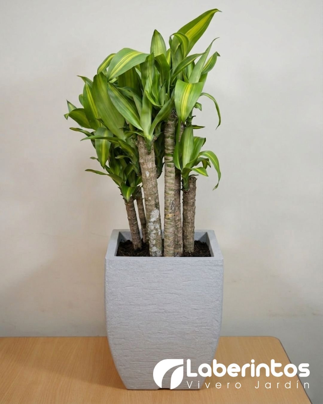 Tronco de la Felicidad o Tronco de Brasil con maceta cuadrada grande de polietileno color gris