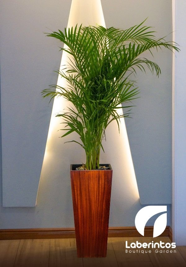 Palmera Washingtonia en macetero piramidal color maderado