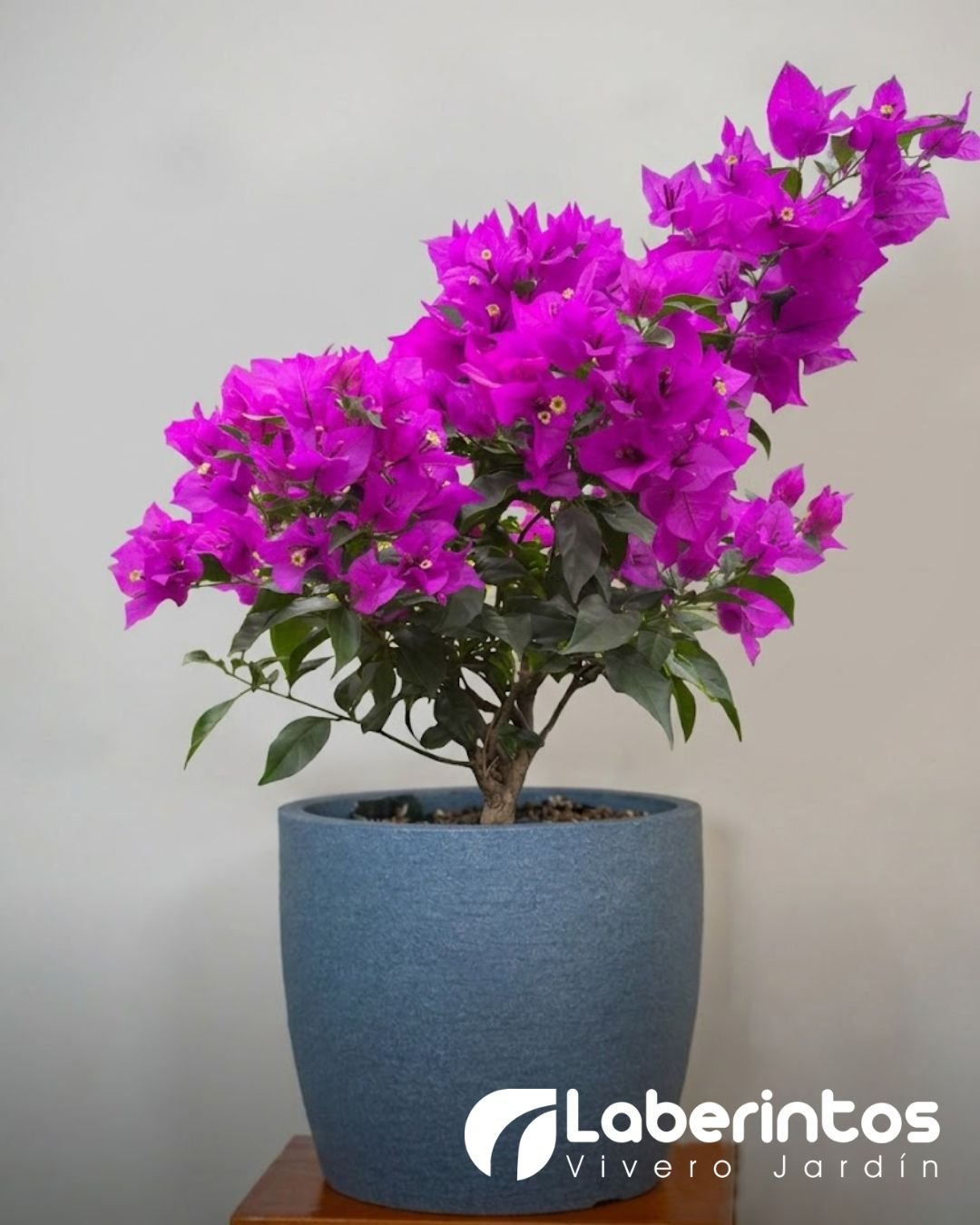 Bugambilia violeta en maceta color gris piedra obscuro
