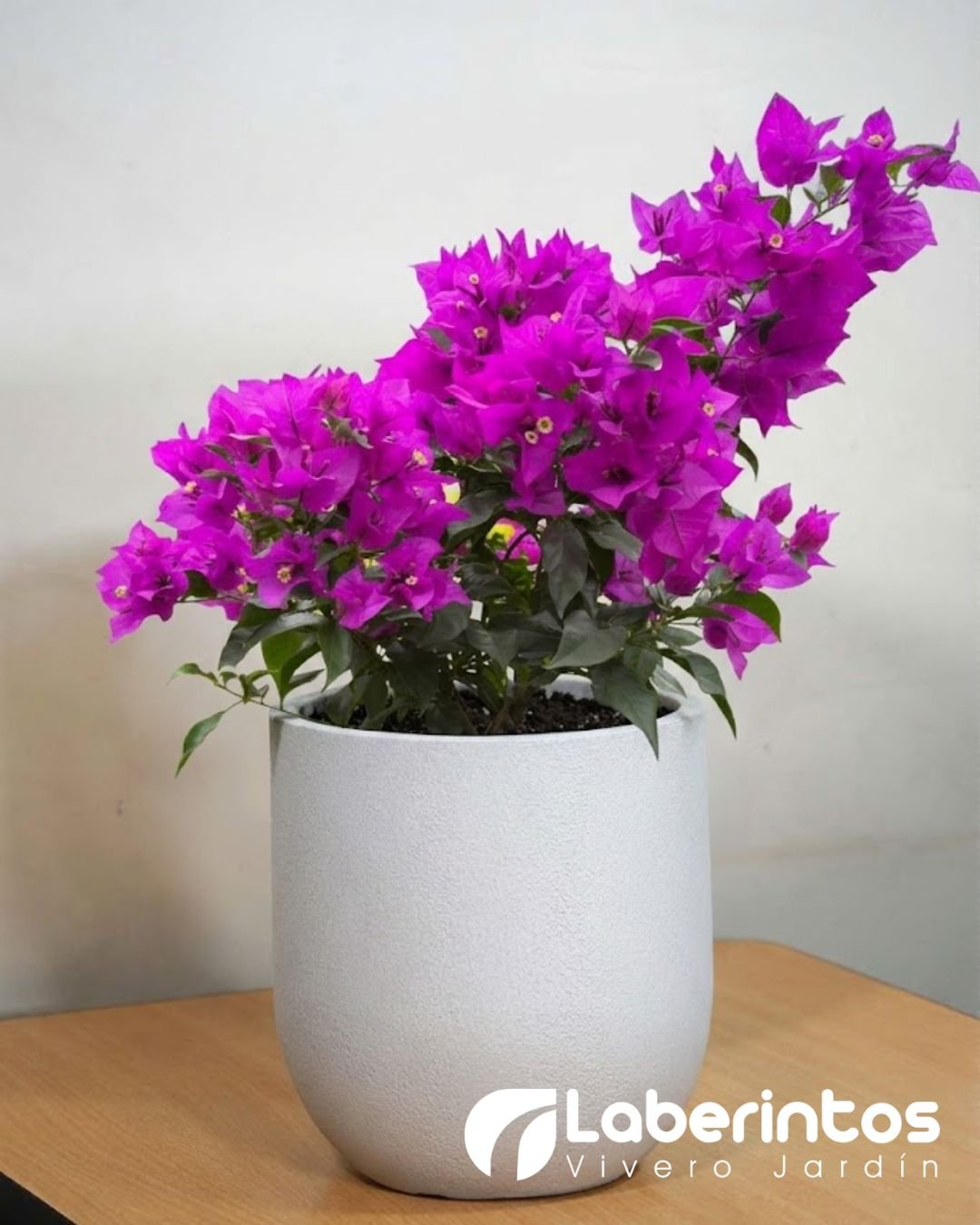 Bugambilia violeta en maceta Rustika Cask color blanco envejecido