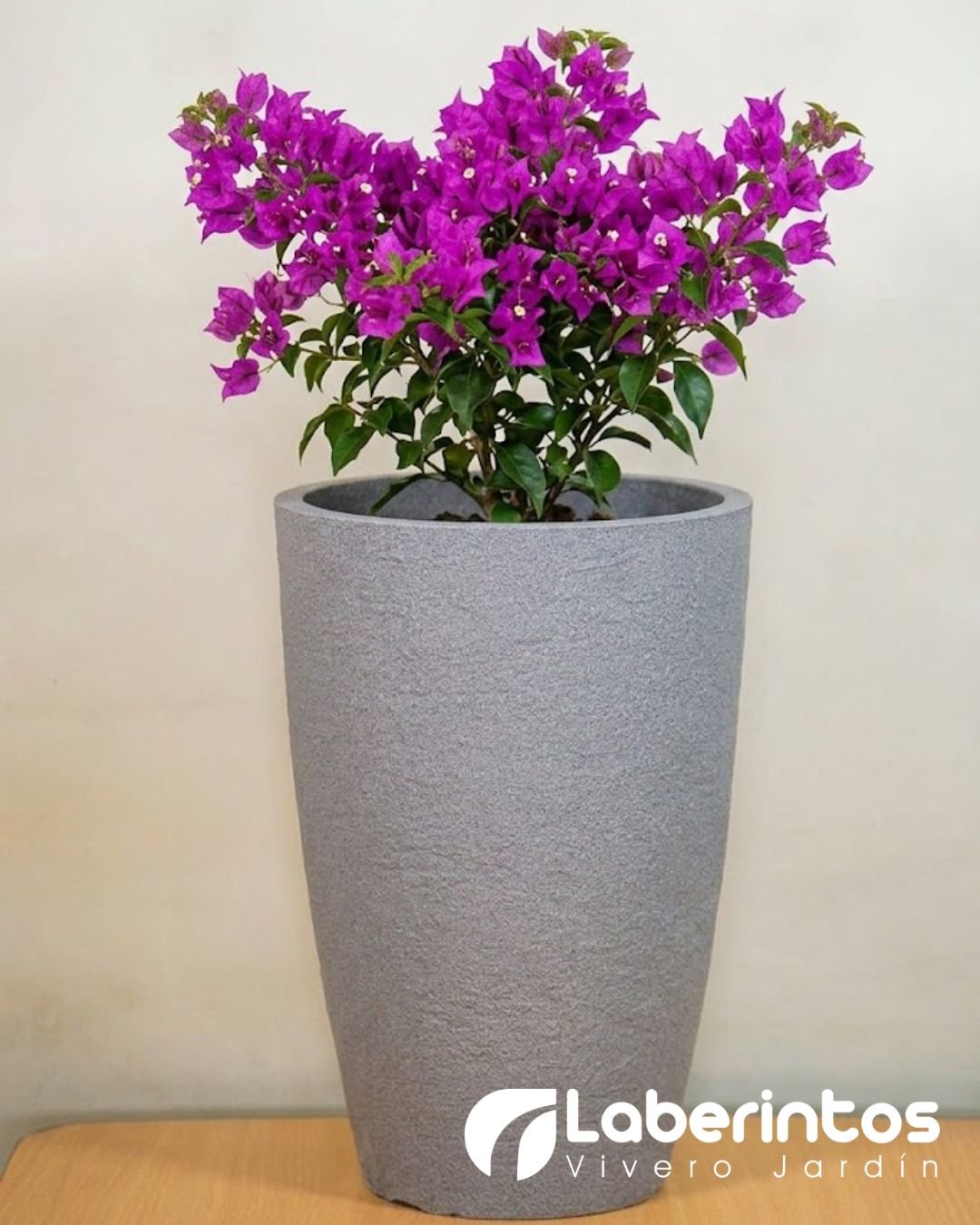 Bugambilia violeta en maceta c&oacute;nica color gris