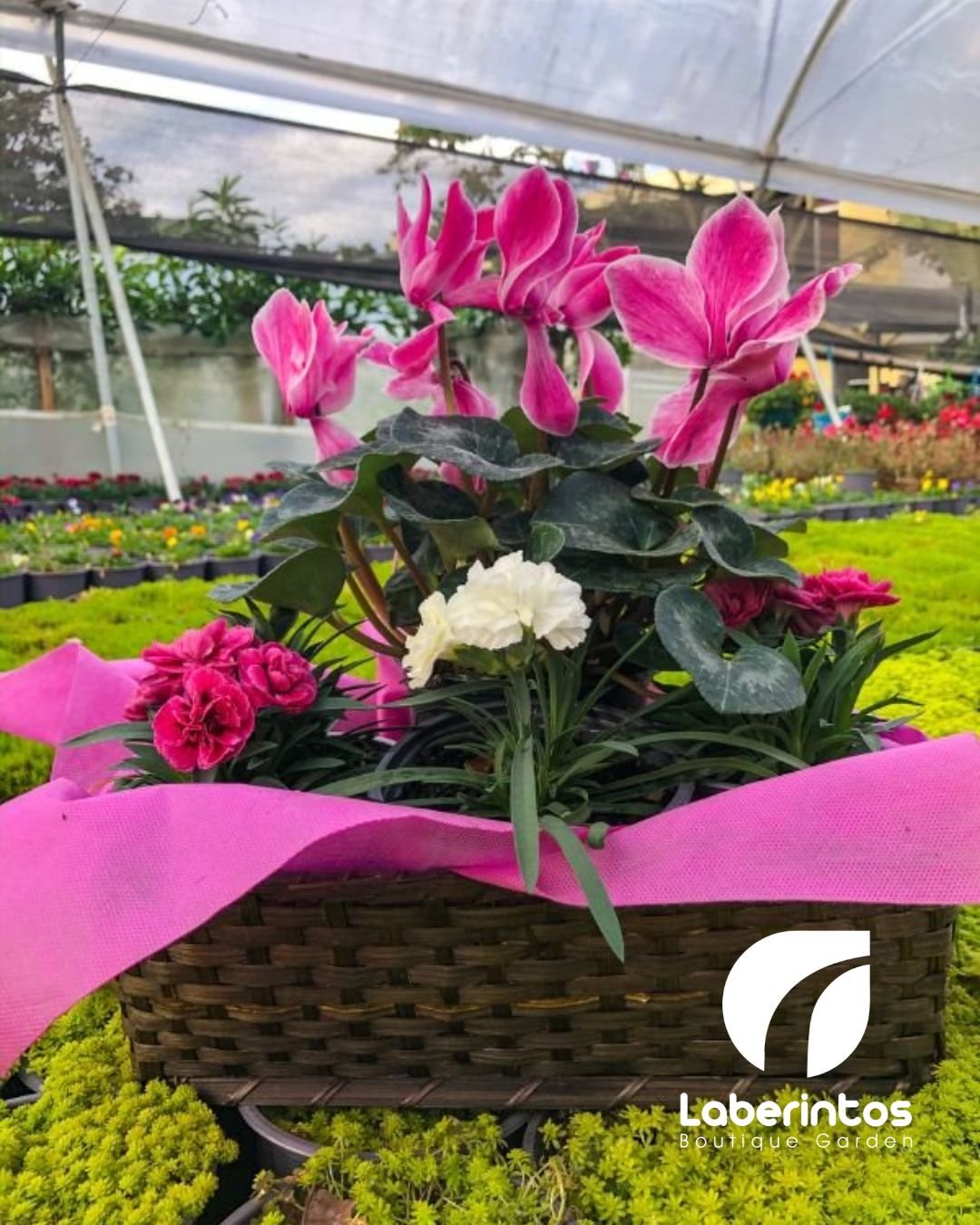 Arreglos con 1 Cyclamen y 3 Mini Claveles