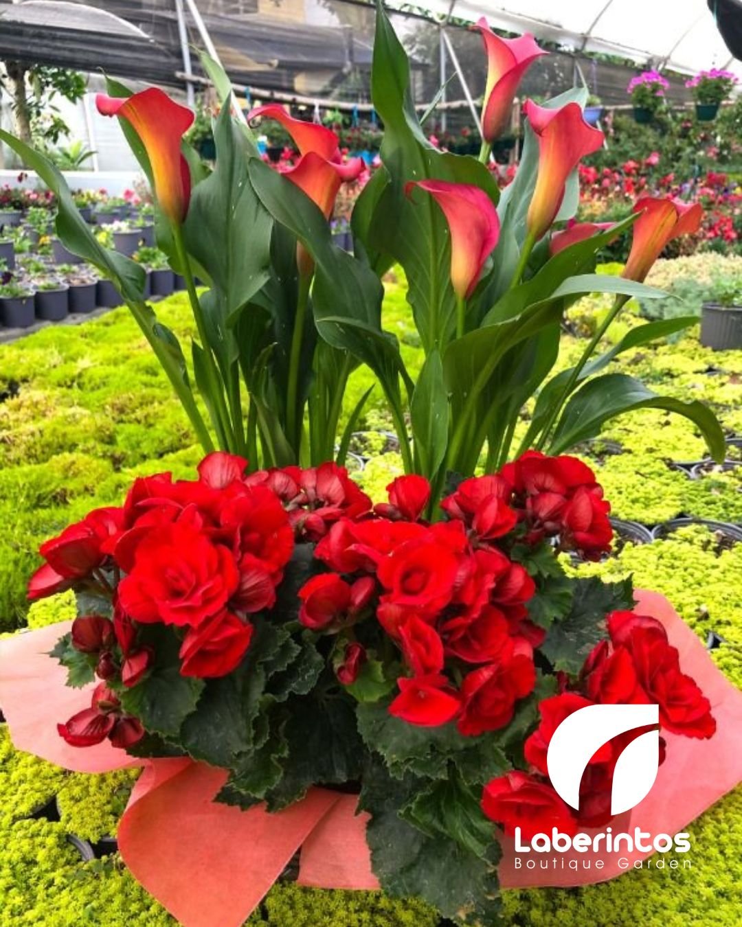 Arreglo con 2 Cartuchos de Colores y 2 Begonias Elatior rojo