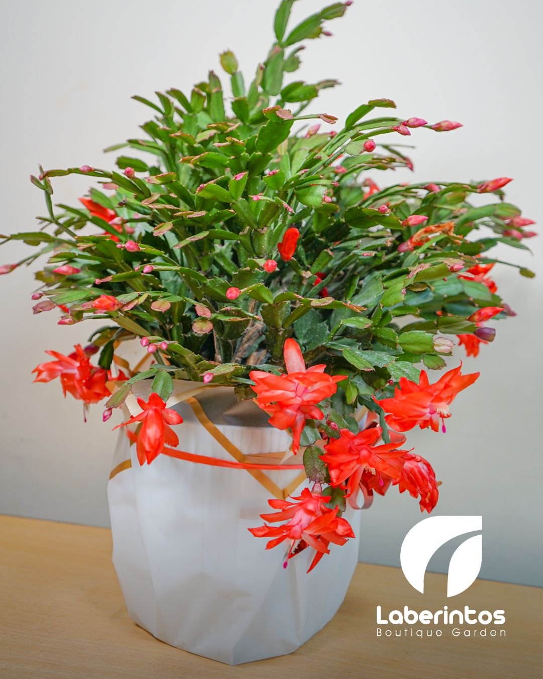 Filo Cactus o Cactus de Navidad rojo con maceta color blanca grande decorada para regalo