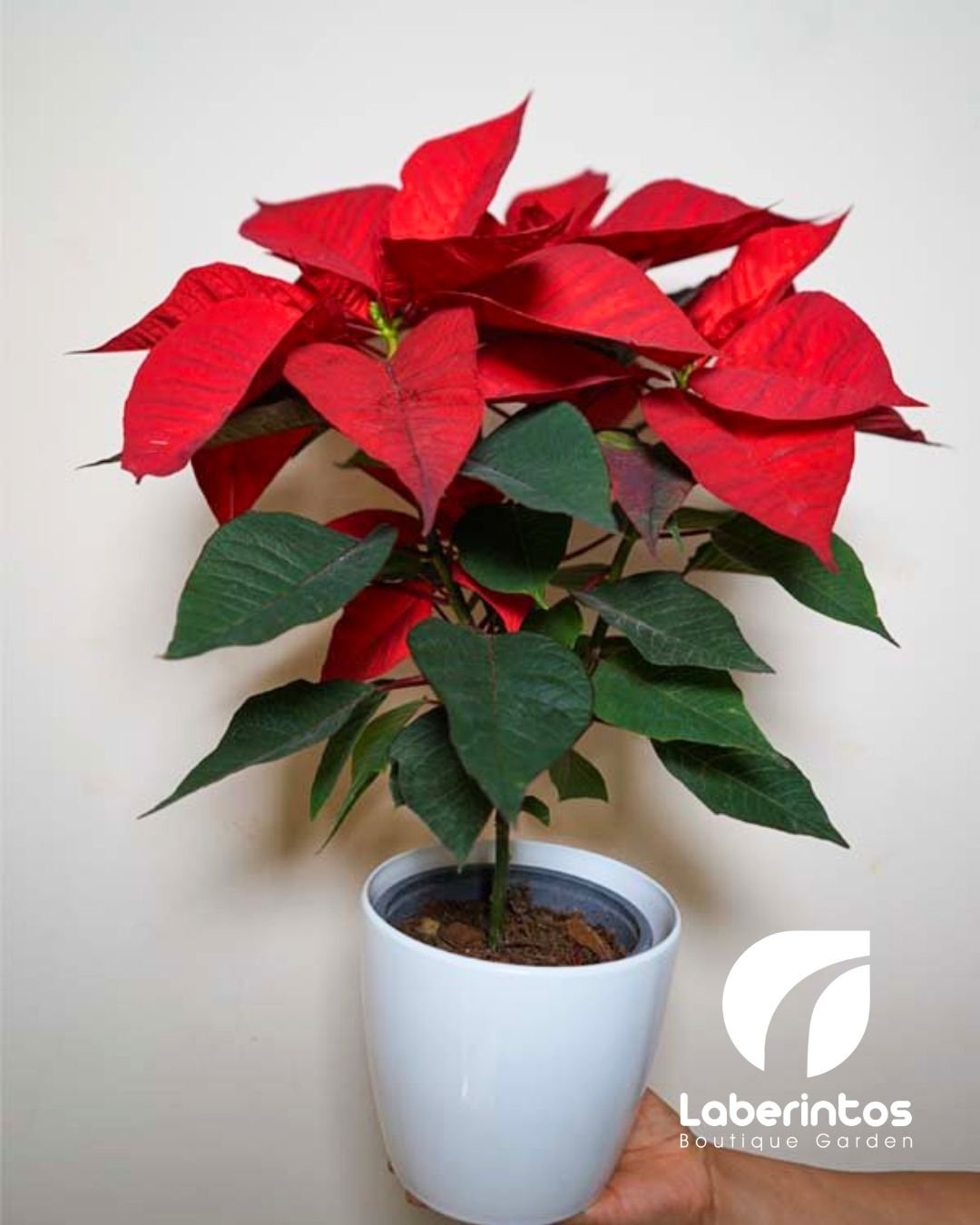 Poinsettia Navide&ntilde;a Roja con Maceta pl&aacute;stica Blanca