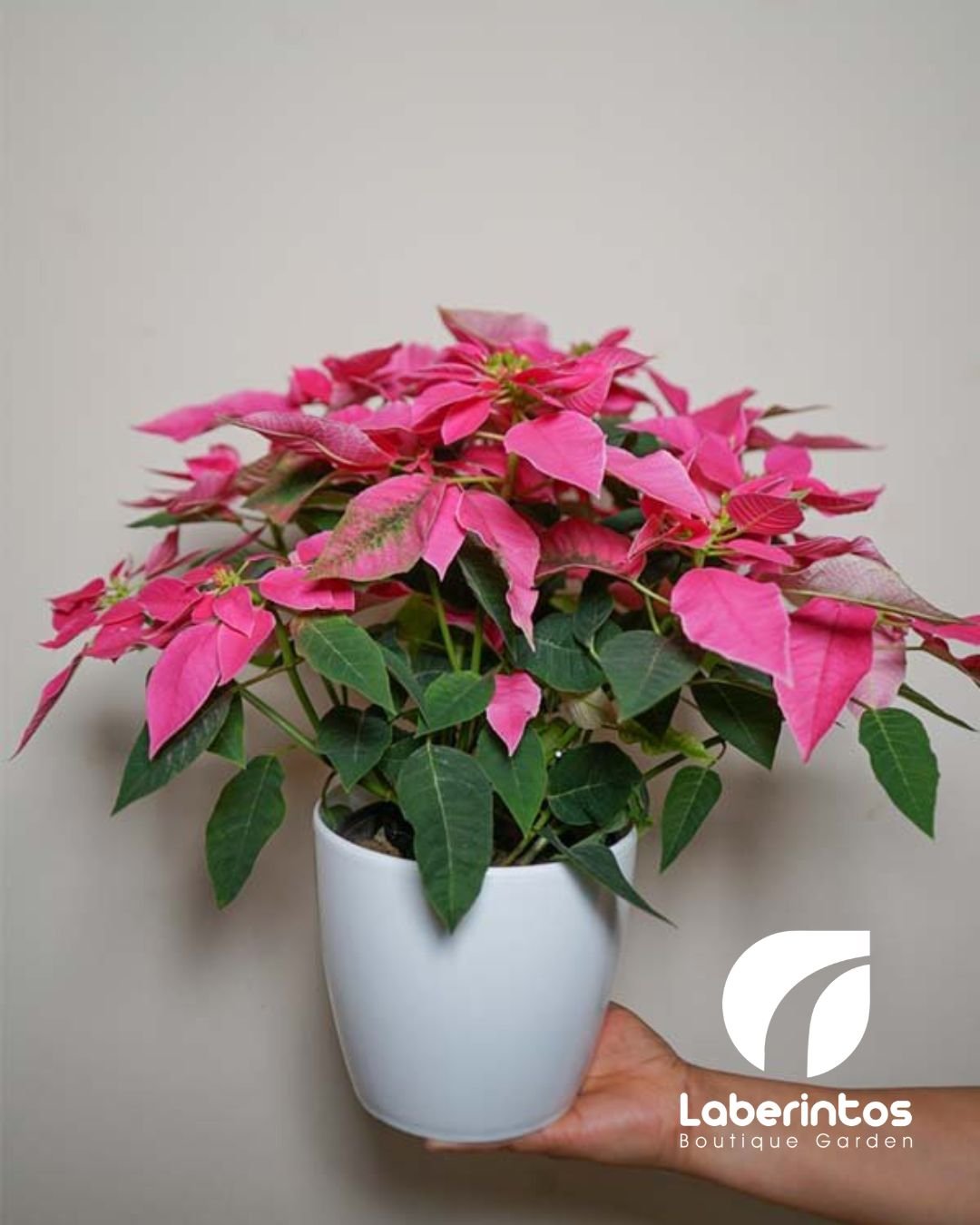 Poinsettia Navide&ntilde;a Rosada con Maceta pl&aacute;stica Blanca