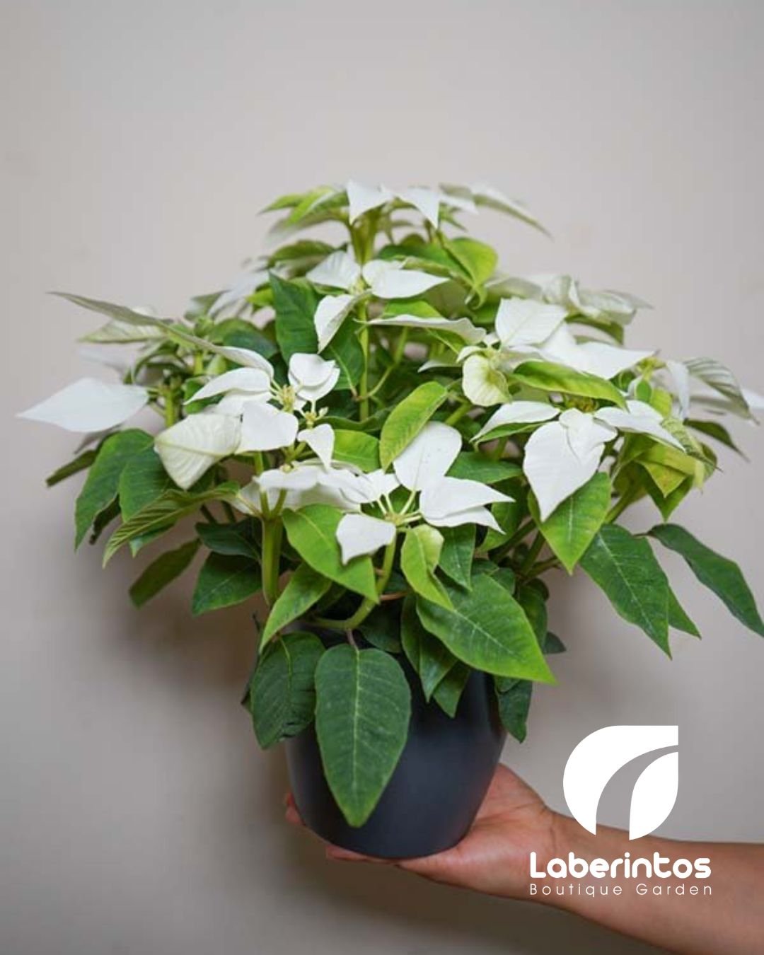 Poinsettia Navide&ntilde;a Blanca con Maceta pl&aacute;stica Negra