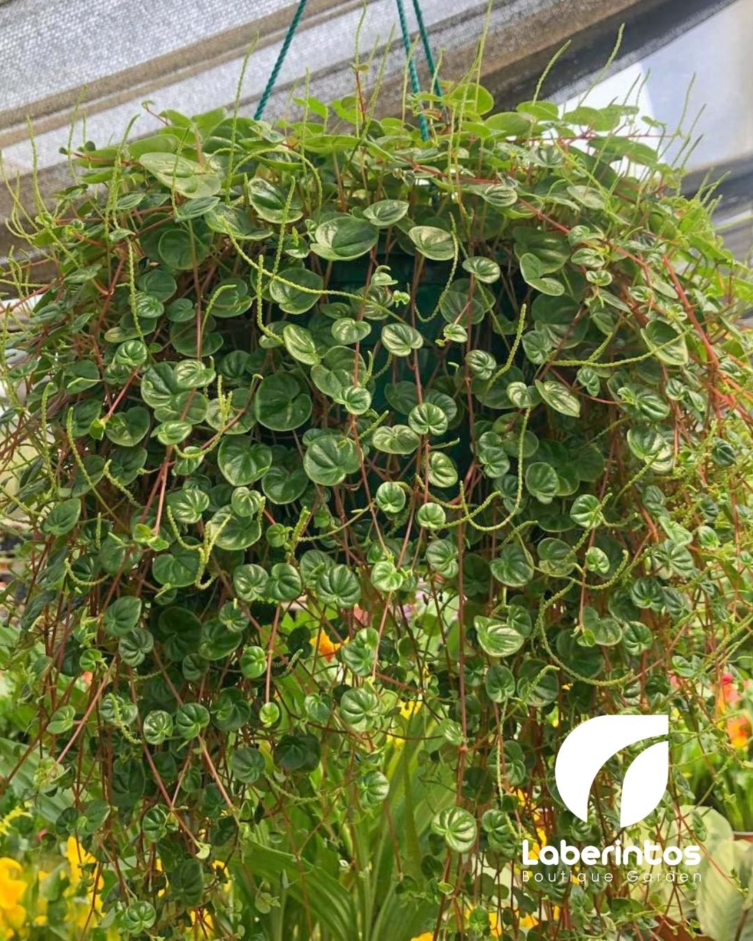 Planta de d&oacute;lar colgante