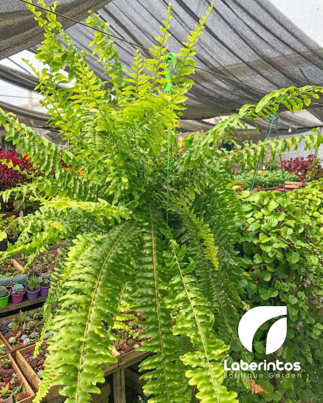 Helecho Nephrolepsis colgante