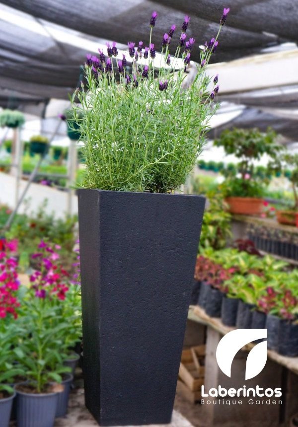 Lavanda en maceta piramidal negra