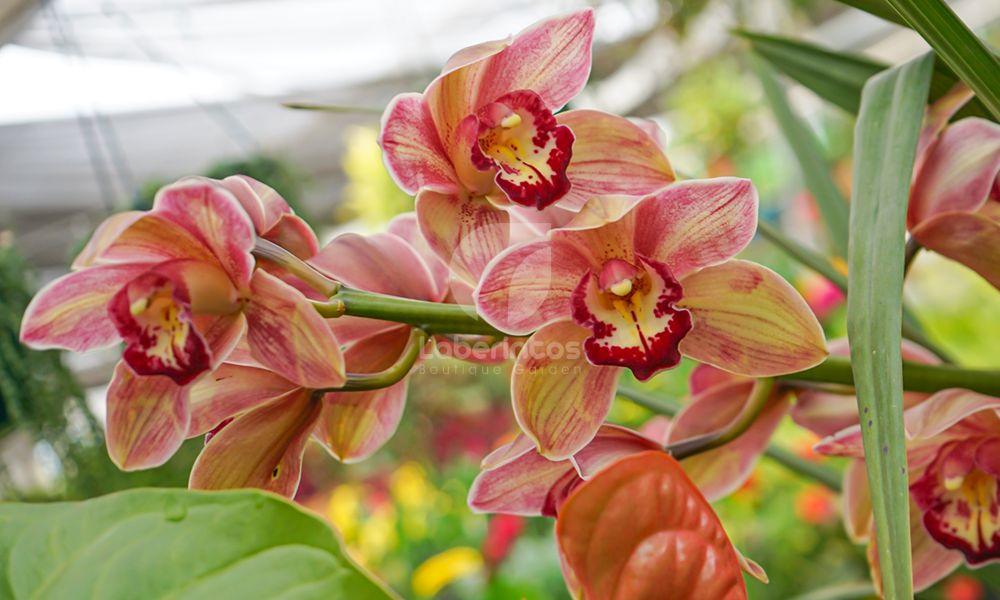 Vivero Laberintos, 14 de Febrero