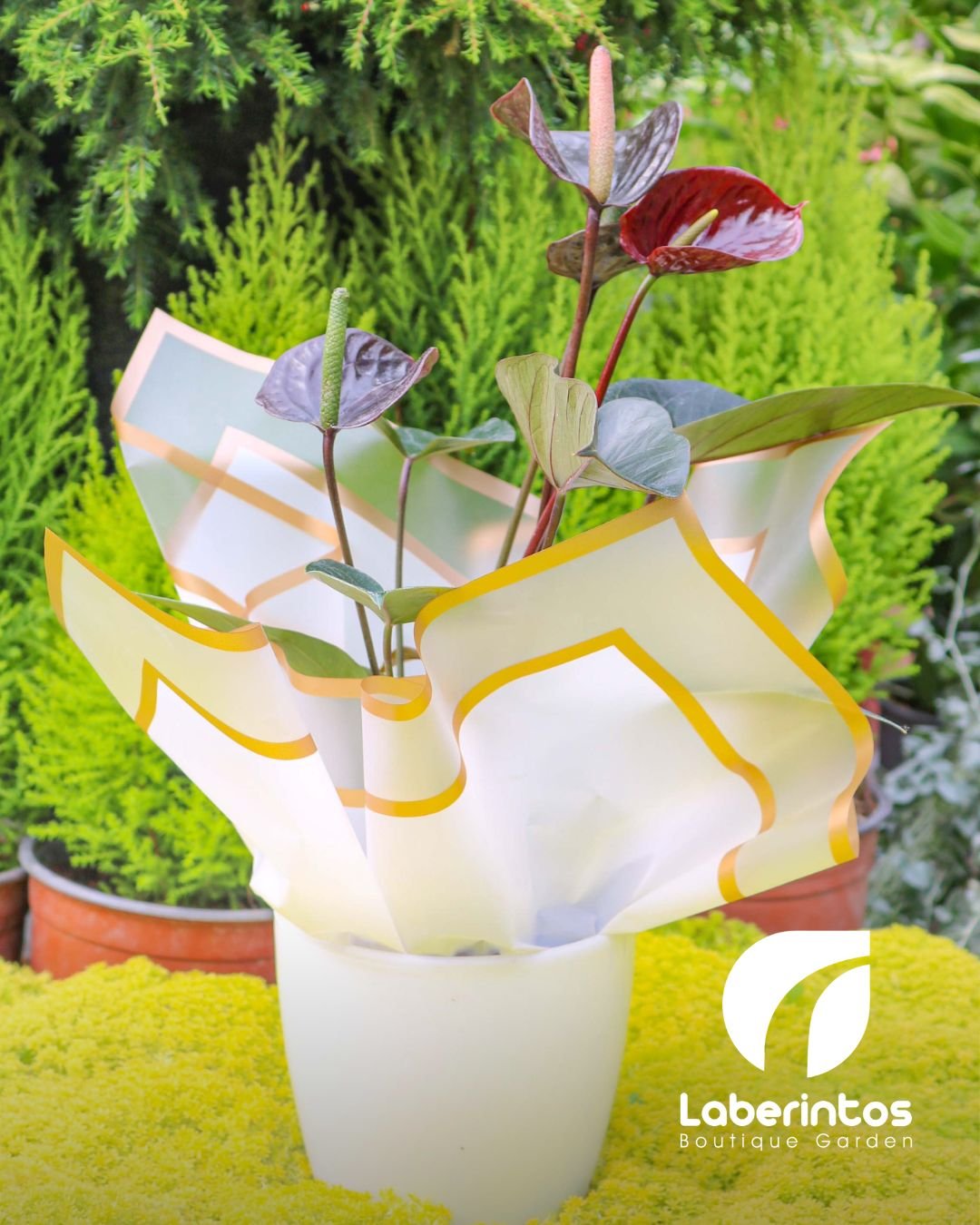 Anturio Negro con maceta color blanca y decorada para regalo