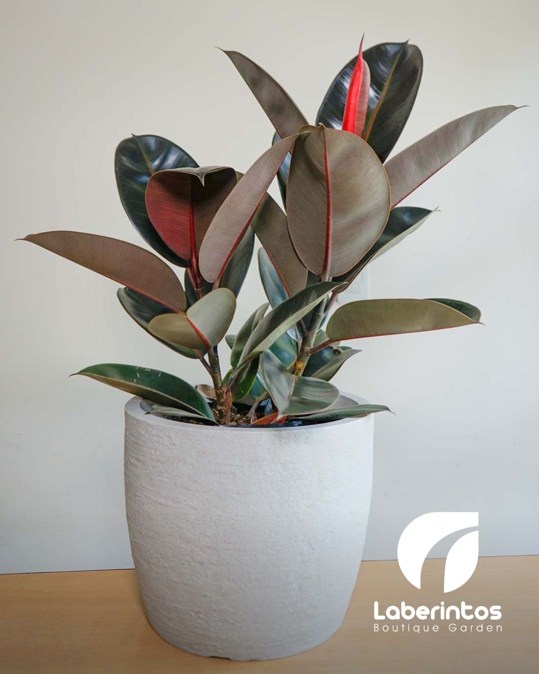 Planta de Caucho Ficus Elástica hojas verde obscuro en maceta beige